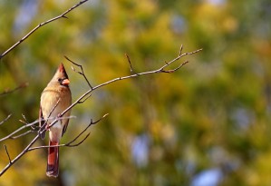 Cardinal In Morning Light